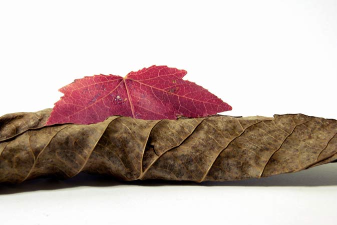 2leaves