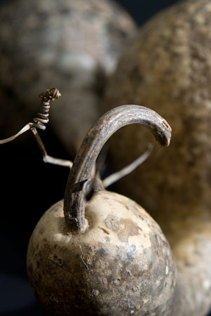 gourd5