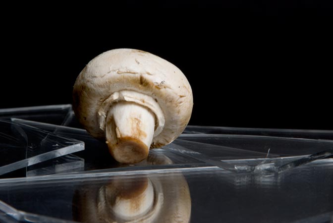 mushroom