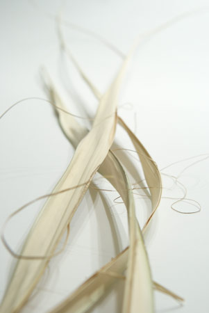 palm3